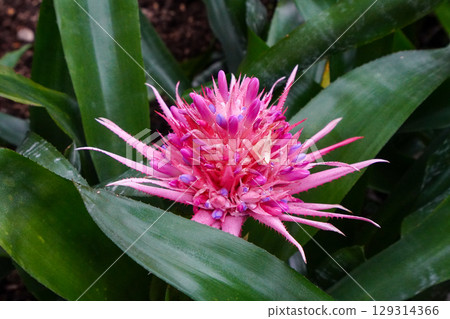 Shima Coral Ananas 129314366