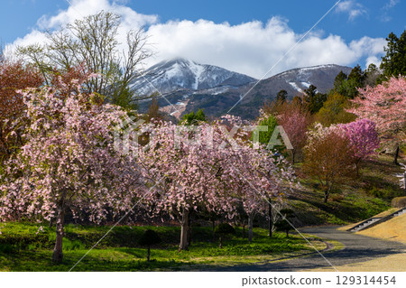 福島縣山郡豬苗代町的古城遺址。在著名的賞櫻勝地龜城公園和磐梯山，可以欣賞到晚開的重瓣櫻花和其他櫻花。 129314454