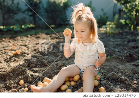 Little girl playing with potatoes in garden soil on sunny summer day. Rural childhood joy. 129314470