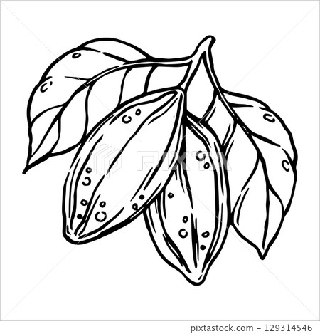 cocoa fruits. vector illustration in doodle style cocoa fruits. vector illustration in doodle style 129314546