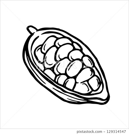 cocoa fruits. vector illustration in doodle style cocoa fruits. vector illustration in doodle style 129314547