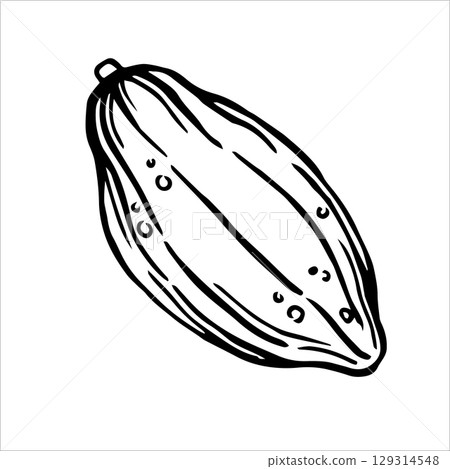 cocoa fruits. vector illustration in doodle style 129314548