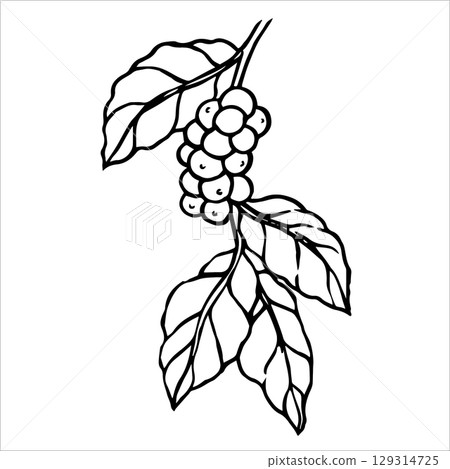branch with coffee fruits. vector illustration in doodle style 129314725