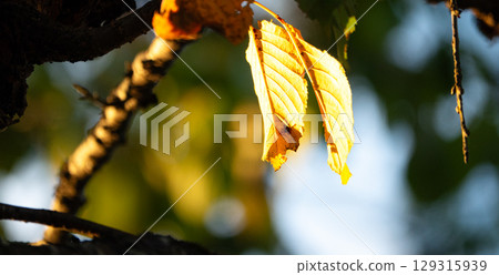 Late autumn image 129315939