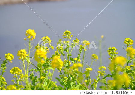 Togakusan Fruit Park Rape blossoms Togakusan Fruit Park Rape blossoms 129316560