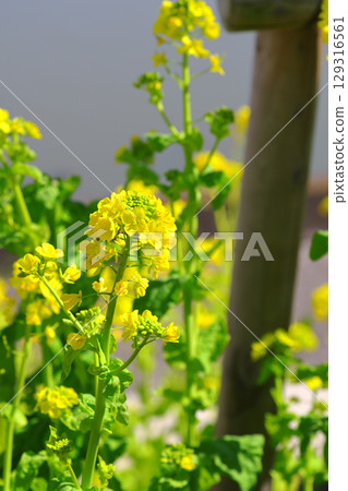 Togakusan Fruit Park Rape blossoms Togakusan Fruit Park Rape blossoms 129316561