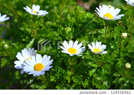 東山水果公園,菊花 東山水果公園,菊花 129316562