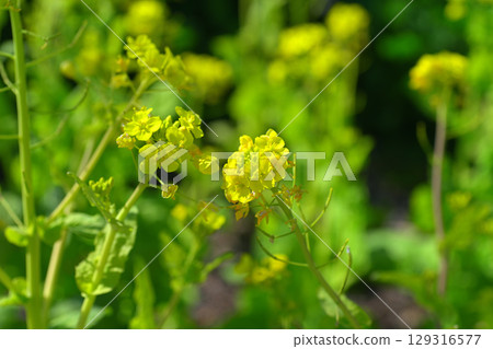 戶嶽山水果公園油菜花 戶嶽山水果公園油菜花 129316577