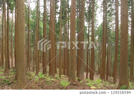 Rows of cedar forest 129316594