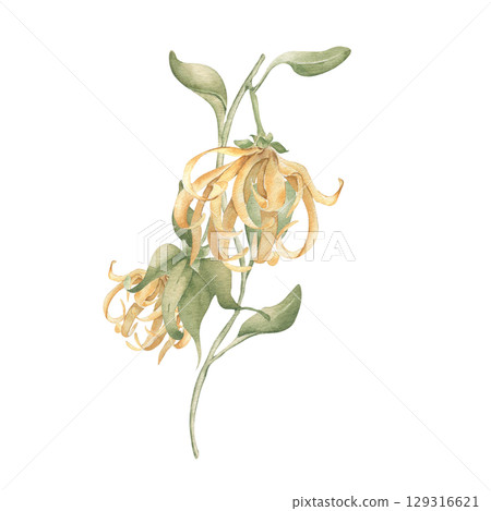 Cananga odorata botanical art hand painted isolated. Ylang ylang watercolor tropical flower in muted golden tones. Asian jungle bloom drawing for aromatherapy labels, resort decor, organic product. Cananga odorata botanical art hand painted isolated. Ylang ylang watercolor tropical flower in muted golden tones. Asian jungle bloom drawing for aromatherapy labels, resort decor, organic product. 129316621