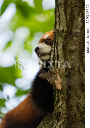 小熊貓爬樹 小熊貓爬樹 129316622