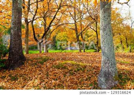 秋葉和落葉覆蓋的河景 秋葉和落葉覆蓋的河景 129316624