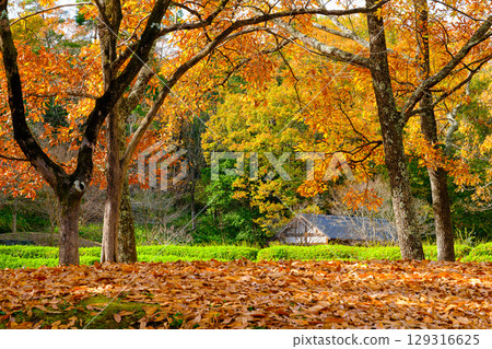 Satoyama landscape covered in autumn leaves and fallen leaves 129316625