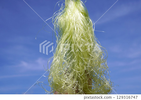 Baby corn beard (blue sky background) 03 Baby corn beard (blue sky background) 03 129316747