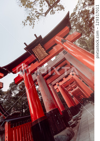 Series of red torii gates at Fushimi Inari Taisha photographed Dutch angle with soft vintage tones Series of red torii gates at Fushimi Inari Taisha photographed Dutch angle with soft vintage tones 129317011