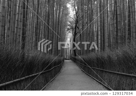 Monochrome capture of Kyoto Arashiyama Grove at dawn shows empty walkway Monochrome capture of Kyoto Arashiyama Grove at dawn shows empty walkway 129317034