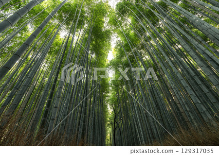 Sunlight pierces the canopy in Arashiyama Bamboo Grove, Kyoto Sunlight pierces the canopy in Arashiyama Bamboo Grove, Kyoto 129317035
