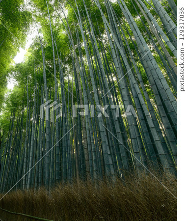 Tall bamboo in Kyoto Arashiyama Forest curves upward with warm highlights of sunlight 129317036