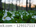 Trillium japonica bathed in the setting sun 129317113
