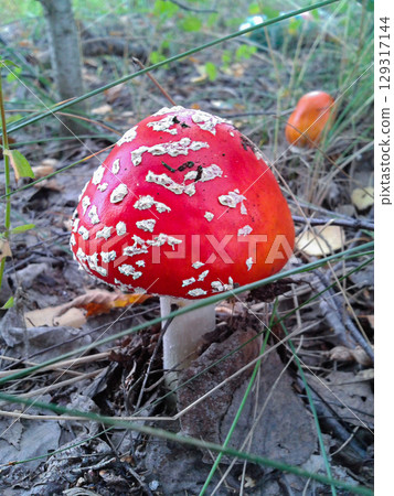 A bright red cap of the red fly agaric mushroom Amanita of the genus of mycorrhizal lamellar fungi of the Amanitaceae family with a white leg grew out from under last year's fallen leaves in close-up 129317144