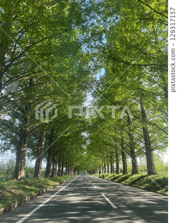A metasequoia-lined street surrounded by fresh greenery 129317157