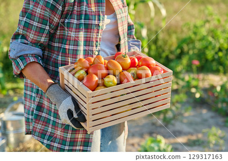 Harvest of ripe red tomatoes in wooden box in hands of woman in vegetable garden 129317163