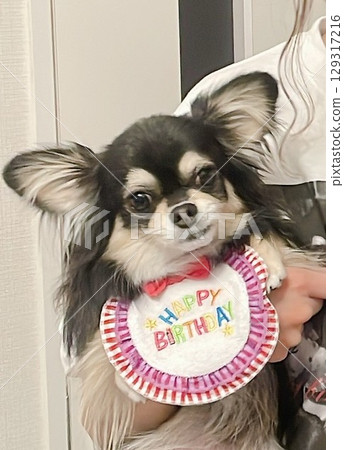 Pomechiwa 生日當天 Pomechiwa 生日當天 129317216