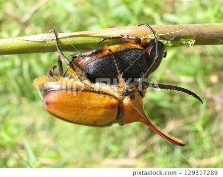 Hercules beetle mating (Venezuela) Hercules beetle mating (Venezuela) 129317289