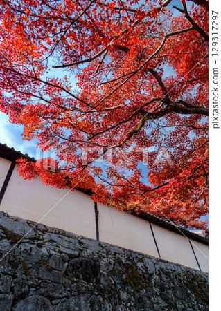 Shiga-in Temple Monzeki with autumn leaves 129317297