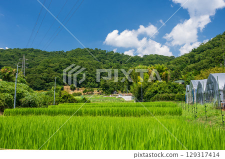 北亞那鄉村景觀 - 原始的夏日風光 129317414