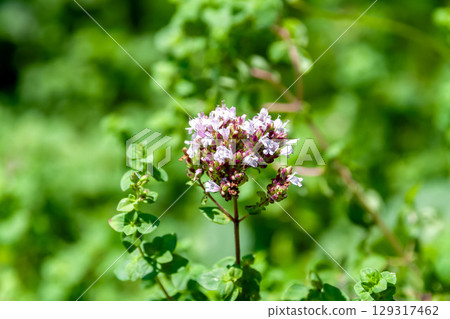 牛至精油具有藥用價值，其日文名稱為 Hanahakka。 129317462