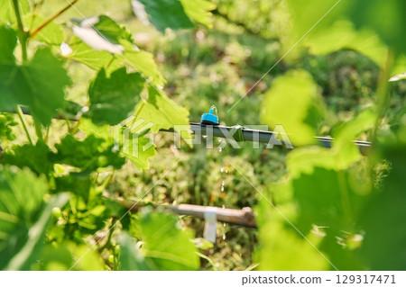 Close-up of drip irrigation in a vineyard Close-up of drip irrigation in a vineyard 129317471