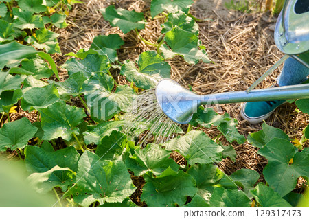 Watering cucumber plants from watering can, bed of cucumbers on soil mulched with straw. 129317473