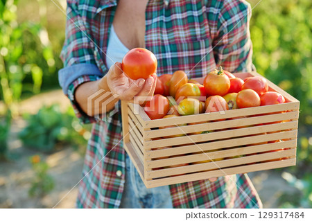 Harvest of ripe red tomatoes in wooden box in hands of woman in vegetable garden Harvest of ripe red tomatoes in wooden box in hands of woman in vegetable garden 129317484