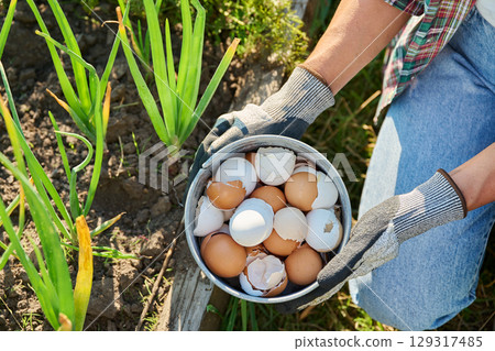 Fertilizing onion plants with eggshells, outdoor kitchen vegetable garden Fertilizing onion plants with eggshells, outdoor kitchen vegetable garden 129317485