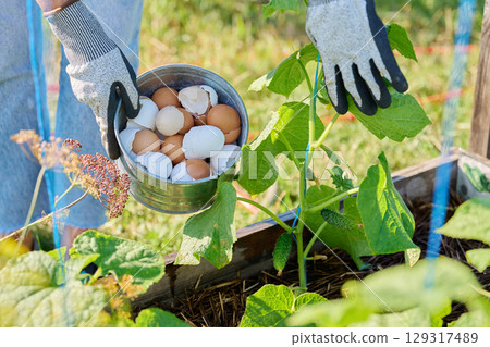 Fertilizing cucumber plants with eggshells, outdoor kitchen vegetable garden 129317489