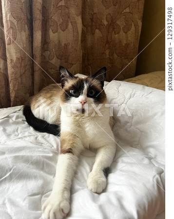 Overhead shot of relaxed Siamese cat lying on white blanket, demonstrating its flexible spine and long limbs 129317498
