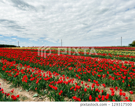 Endless rows of colorful tulips on tulip field. Tourism themes and romantic backdrop. 129317500