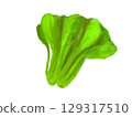 A vegetable 129317510