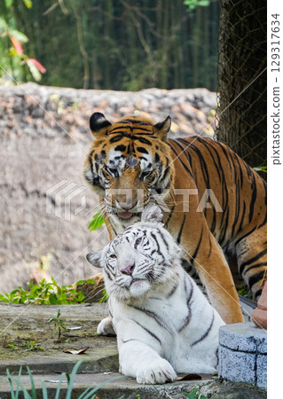 A powerful Sumatran tiger stands in its enclosure, looking directly at the camera with a slightly open mouth. 129317634