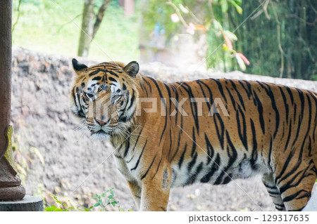 A powerful Sumatran tiger stands in its enclosure, looking directly at the camera with a slightly open mouth. 129317635