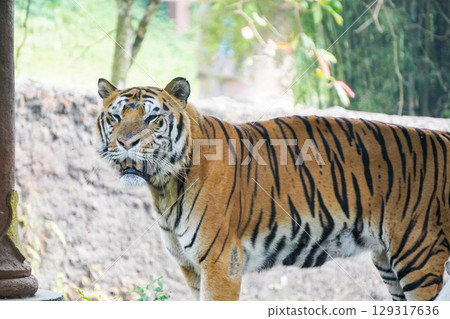 A powerful Sumatran tiger stands in its enclosure, looking directly at the camera with a slightly open mouth. A powerful Sumatran tiger stands in its enclosure, looking directly at the camera with a slightly open mouth. 129317636