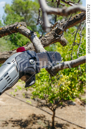 close-up of a pruning saw cutting a dry tree branch close-up of a pruning saw cutting a dry tree branch 129317672