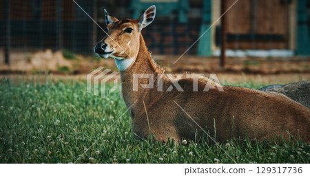 Nilgai Antelope Resting Gracefully in Green Grass Field Nilgai Antelope Resting Gracefully in Green Grass Field 129317736