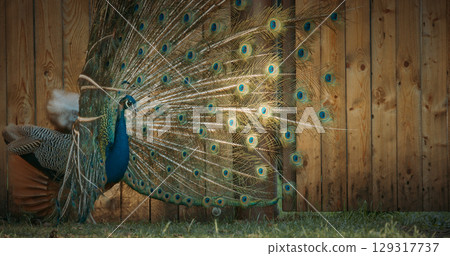 peacock fluffs up his tail and dances in front of the female. Indian Peacock Has Iridescent Blue And Green Plumage. Indian Peafowl Walk Outdoor. All Species Have Crest Atop Head. Pavo Cristatus, Blue 129317737