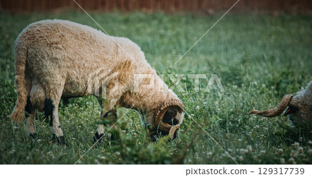 Welsh Mountain Sheep grazing calmly on green pastures. 129317739