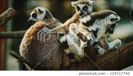 Group of Lemurs Embracing in Natural Scene 129317740
