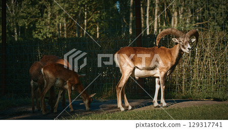 Close-up shot of goat with impressive horns 129317741