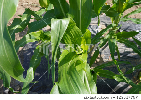 Corn tassel (early stage) 01 Corn tassel (early stage) 01 129317767