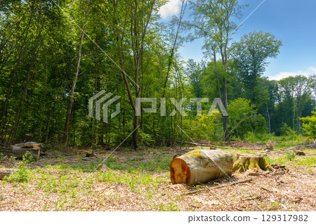 forest cut service in summer. lumber log and stump left. deforestation and environmental problem concept. woodland nature damage forest cut service in summer. lumber log and stump left. deforestation and environmental problem concept. woodland nature damage 129317982